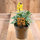 Erysimum Fragrant Sunshine/Sunset 2L