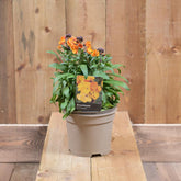 Erysimum Rysi Copper 2l
