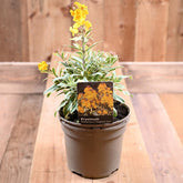 Erysimum Walbertons Fragrant Star 2l