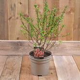 Escallonia Peach Blossom 3L