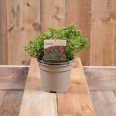 Escallonia 'Red Dream' 2L