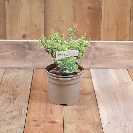 Euonymus Fortunei Emerald Gaiety