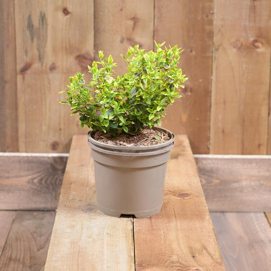 Euonymus Fortunei Emerald N Gold
