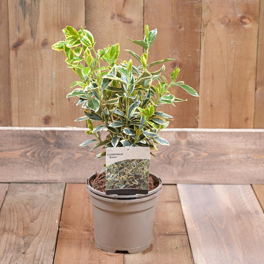 Euonymus Jap. 'Bravo' 2L