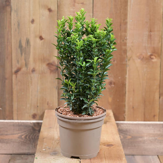 Euonymus Jap Greenspire 2L