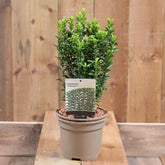 Euonymus Jap Greenspire 2L
