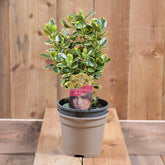 Euonymus Japonica 'Marieke' 2L