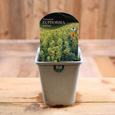 Euphorbia Amygdaloides Robbiae 1L