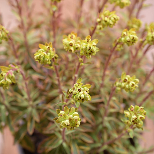 Euphorbia X Martini Ascot Rainbow 3l