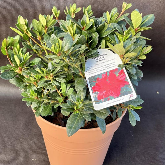 Evergreen Azalea Arabesk 3L