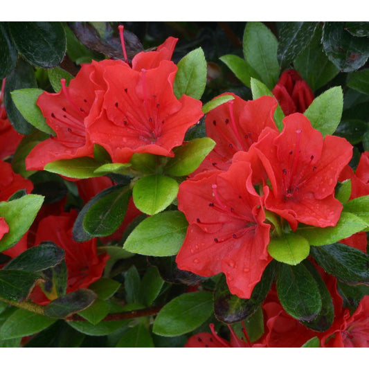 Evergreen Azalea Geisha Orange 3L