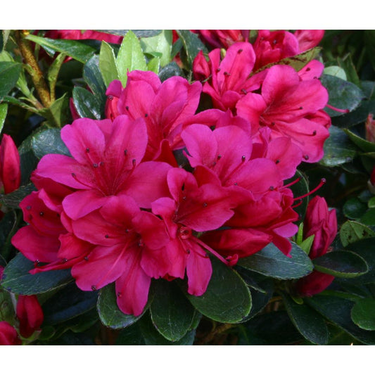 Evergreen Azalea Geisha Red 3L