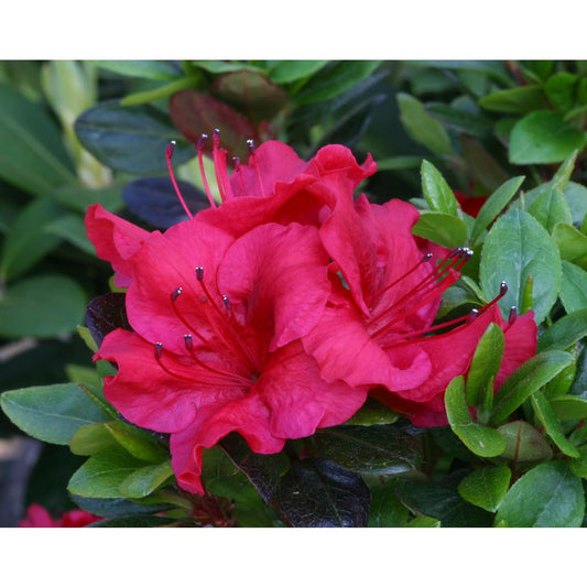 Evergreen Azalea Johanna 3L