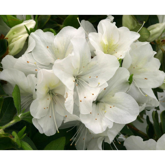 Evergreen Azalea Rose Greeley 3L White