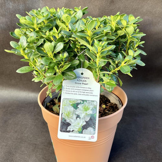 Evergreen Azalea Snow Pearl 3L