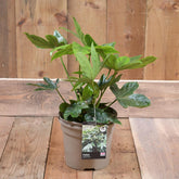 Fatsia Japonica 3L