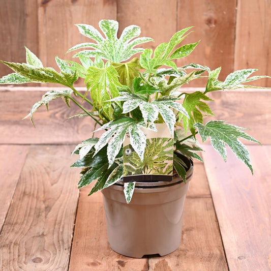 Fatsia Japonica Spiders Web 3L