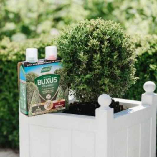 Feed And Protect 2 In 1 Buxus 500ml