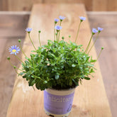 Felicia Amelloides 10.5 Cm