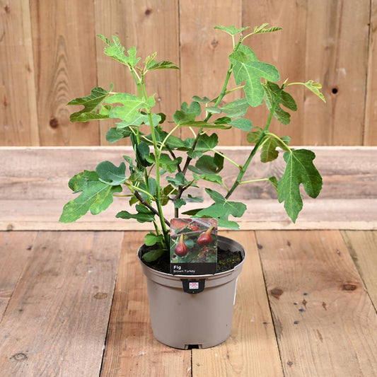 Fig Brown Turkey (Bush) 3L