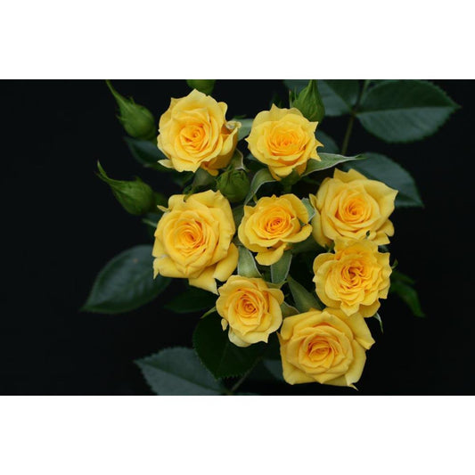 Flower Power Gold 3L