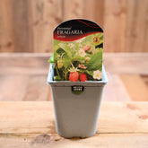 Fragaria Vesca 1L
