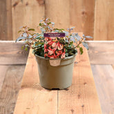 Fuchsia Alice Hoffman 1L