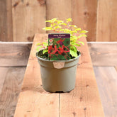 Fuchsia Genii 1L