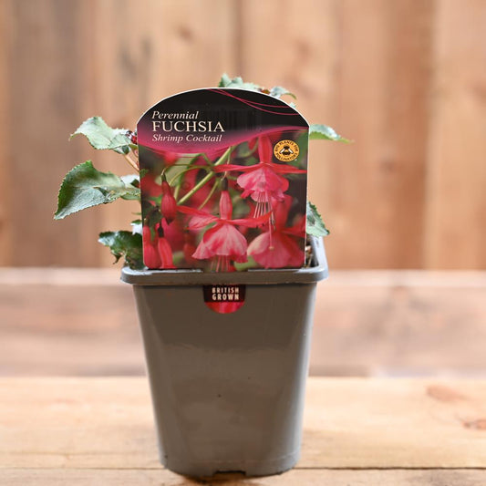 Fuchsia Shrimp Cocktail 1L