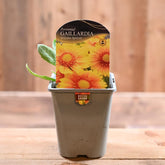 Gaillardia Arizona Apricot 1L