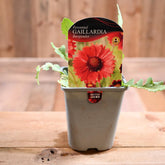 Gaillardia X Grandiflora Burgunder 1L