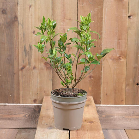 Gardenia Jasminoides Double Diamond 2L