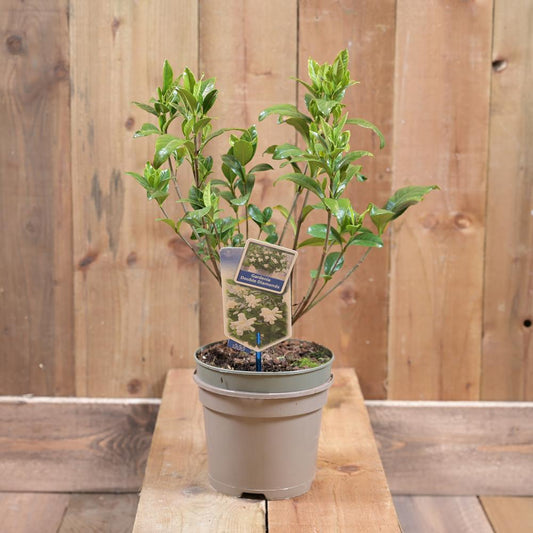 Gardenia Jasminoides Double Diamond 2L