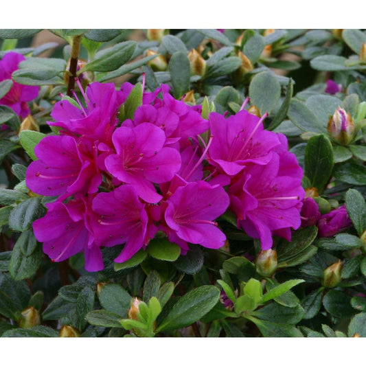 Geisha Purple 3L Evergreen Azalea