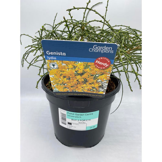 Genista Lydia 3L