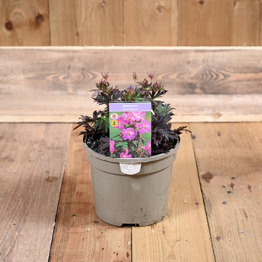 Geranium Black Beauty 3L