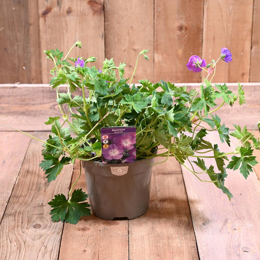 Geranium Rozanne 3L