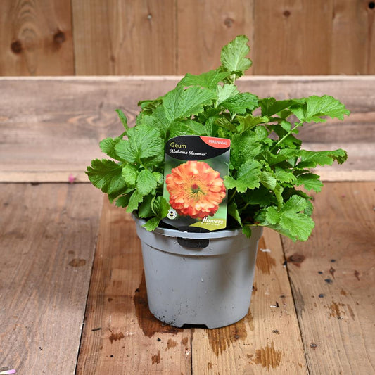 Geum Cocktail Alabama Slammer 3L