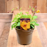 Geum Tequila Sunrise 2L