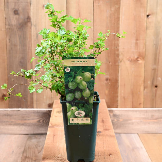 Gooseberry Hinnonmaki Green 3L