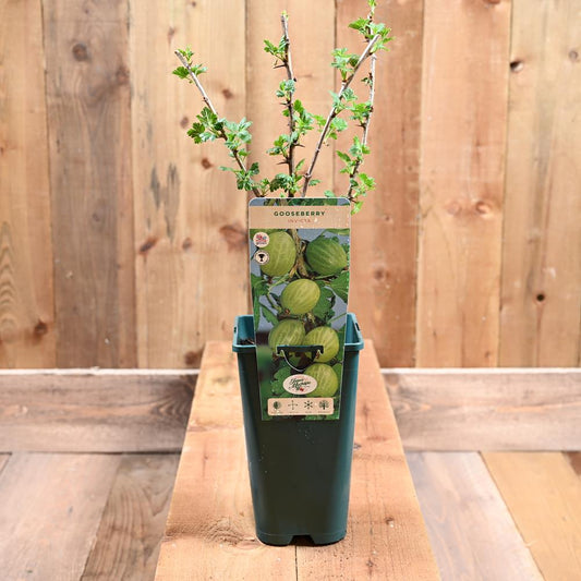 Gooseberry Invicta 3L