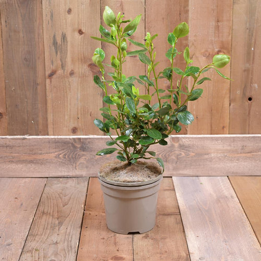 Griselinia Littoralis 'Green Horizon' 3L