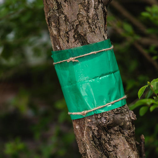 Growing Success Band Traps 1.75M