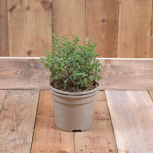 Halimium Libanotis 3L