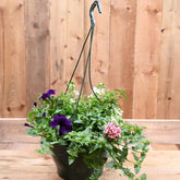 Hanging Basket 25cm Mixed