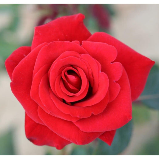 Happy Ruby Wedding 3L