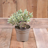 Hebe Franciscana Variegata 3L
