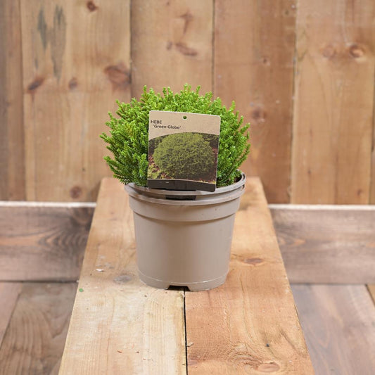 Hebe Green Globe 2L