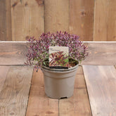 Hebe Purple Shamrock 3L