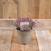 Hebe 'Silver Anniversary' 3L